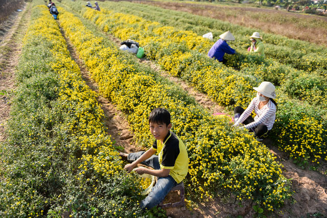 Năm nay, cúc "tiến vua" được mùa, giá bán cũng cao hơn năm trước. Hoa khô được bán với giá 200 nghìn đồng/kg, hoa tươi dao động 40 - 60 nghìn đồng/kg.  Cúc "tiến vua" còn được gọi là kim cúc, cúc hoa vàng hay hoàng cúc. Loại hoa này từng được trồng để dâng lên vua chúa làm dược liệu nên được gọi là cúc "tiến vua".