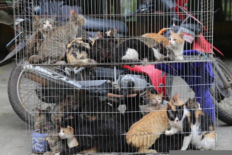 Số lượng mèo bị hai đối tượng bắt trộm.