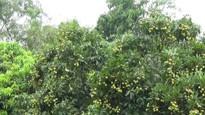 Cũng có một số cây vải cho ra quả, thế nhưng chất lượng và mẫu mã quả không được tốt.