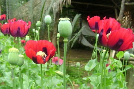 Đổ xô đi mua mật ong hoa anh túc mà không hề quan tâm hàng thật hay giả.