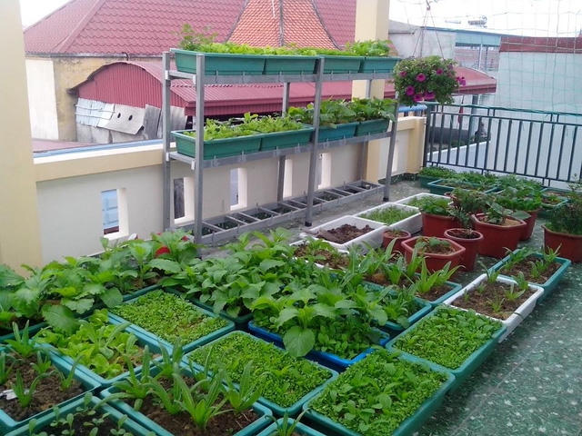 Nhờ được bón phân hữu cơ ủ từ rác mà rau luôn xanh tốt và sạch.