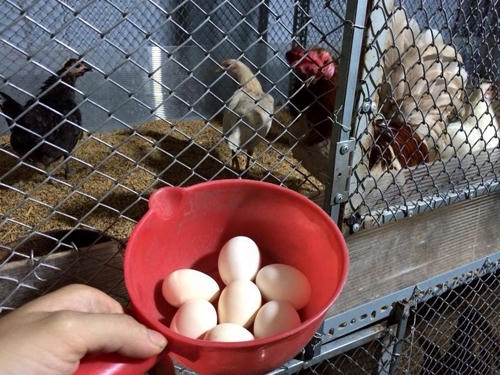 Ngoài các loại rau quen thuộc, vợ chồng chị Hạnh còn nuôi gà trên sân thượng.