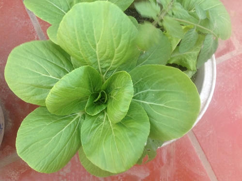 ....được trồng xen canh nhau trong thùng.