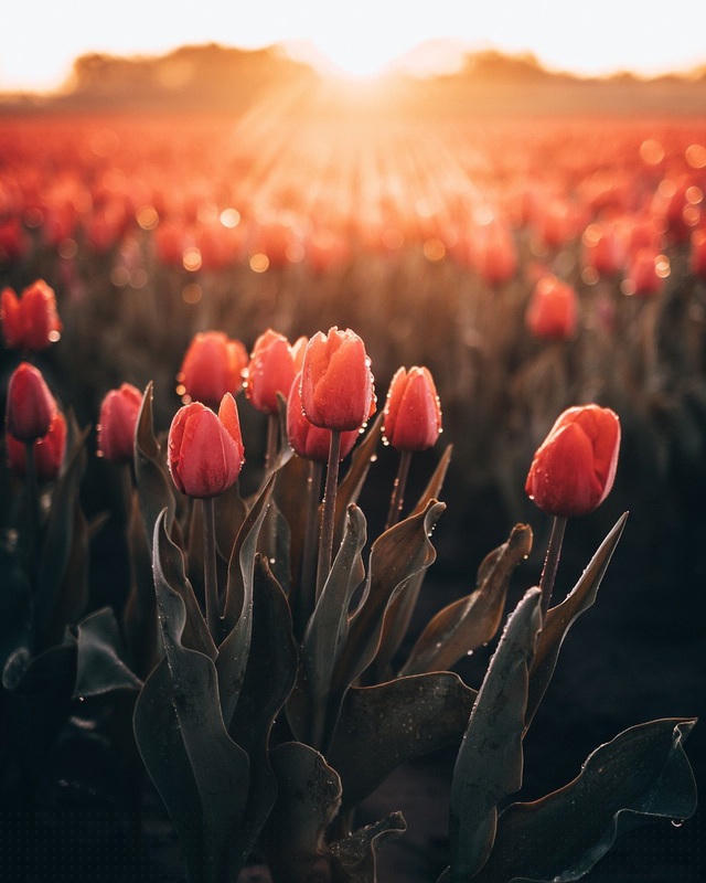 Bức “Tulips” - Tác giả @marionstoffels (Hà Lan)