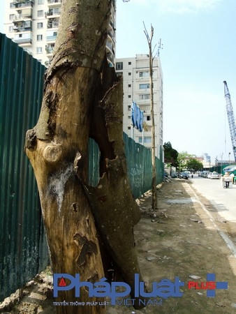 Thân khô queo, vỏ bong tróc.
