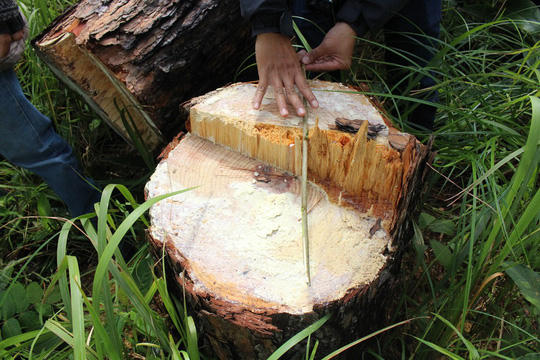 Ph&oacute; Thủ tướng chỉ đạo điều tra l&agrave;m r&otilde; vụ ph&aacute; rừng ở L&acirc;m Đồng