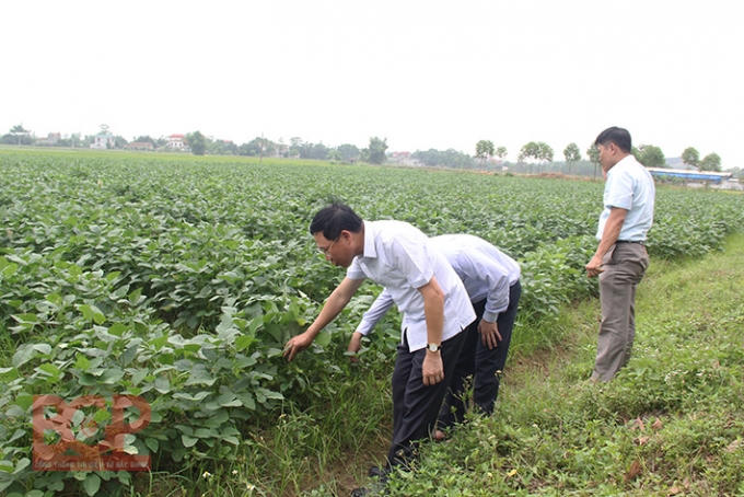 Đoàn tới thăm mô hình đậu tương rau của Nhật ở thôn Sơn Quả, xã Lương Phong. Ảnh:BGP/Diệu Hoa.