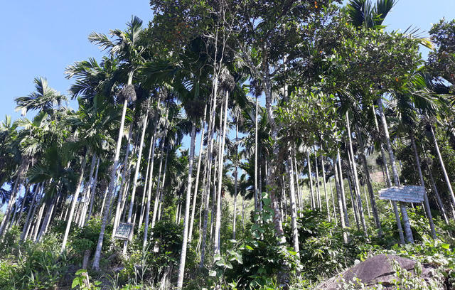 Nhiều vườn cau nằm trên tuyến đường từ trung tâm huyện Sơn Tây đi xã Sơn Liên được chủ vườn gắn biển cảnh báo có dao lam hoặc cắm chông để bảo vệ.