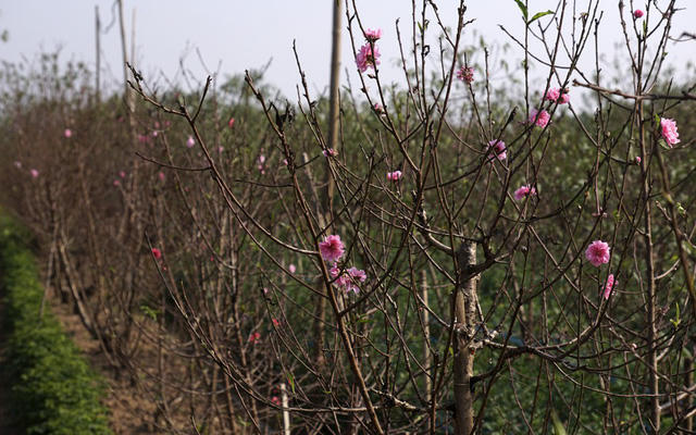 Ông Long cho biết gia đình mình cũng có đất trồng đào ngoài đồng, nhưng bây giờ đã hết, chỉ còn 1600m2 ở Nhật Tân. Nhà ông đợt vừa rồi bị chết 300 cây vì chủ quan ít tưới do đầu năm mưa nhiều, lúc nắng lên cây đã héo.