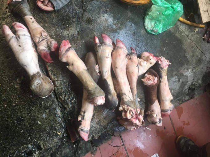 Chân trâu, bò được chủ cơ sở chế biến và đưa vào các nhà hàng.