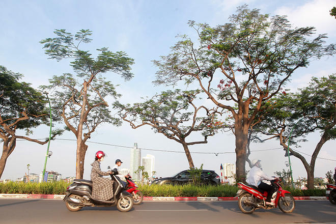 Phượng khoe sắc đỏ, Hà Nội bỗng đẹp như tranh vẽ - Ảnh 14.
