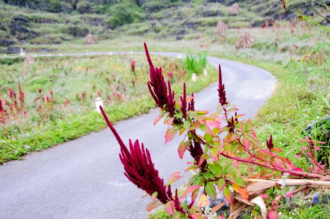 Một cung đường tại Seo Lủng với vạt hoa rau dền đỏ tía bên đường. Ảnh: Hà Chi.