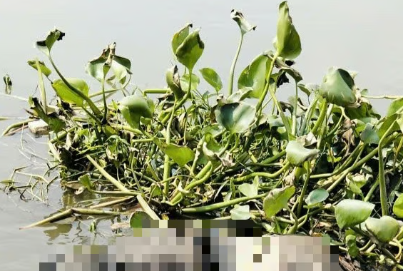 Thi thể nam giới phát hiện trên sông Tắc, phường Long Trường.