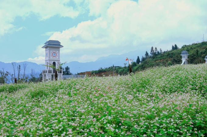Ngay tại cổng chính vào khu du lịch Fansipan Legend những ngày cuối thu này, vườn hoa tam giác mạch bắt đầu bung nở, xòe cánh tinh khôi với hai màu tím – trắng thanh nhã, làm mềm lòng lữ khách.