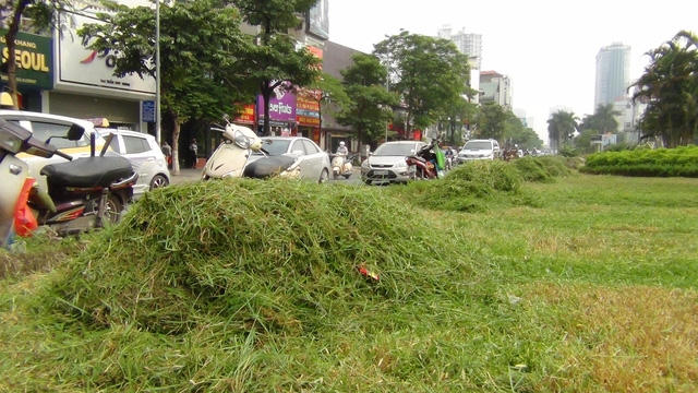 Một công nhân ở đây cho biết, những người nông dân đến xin cỏ chở về ao cho cá ăn.