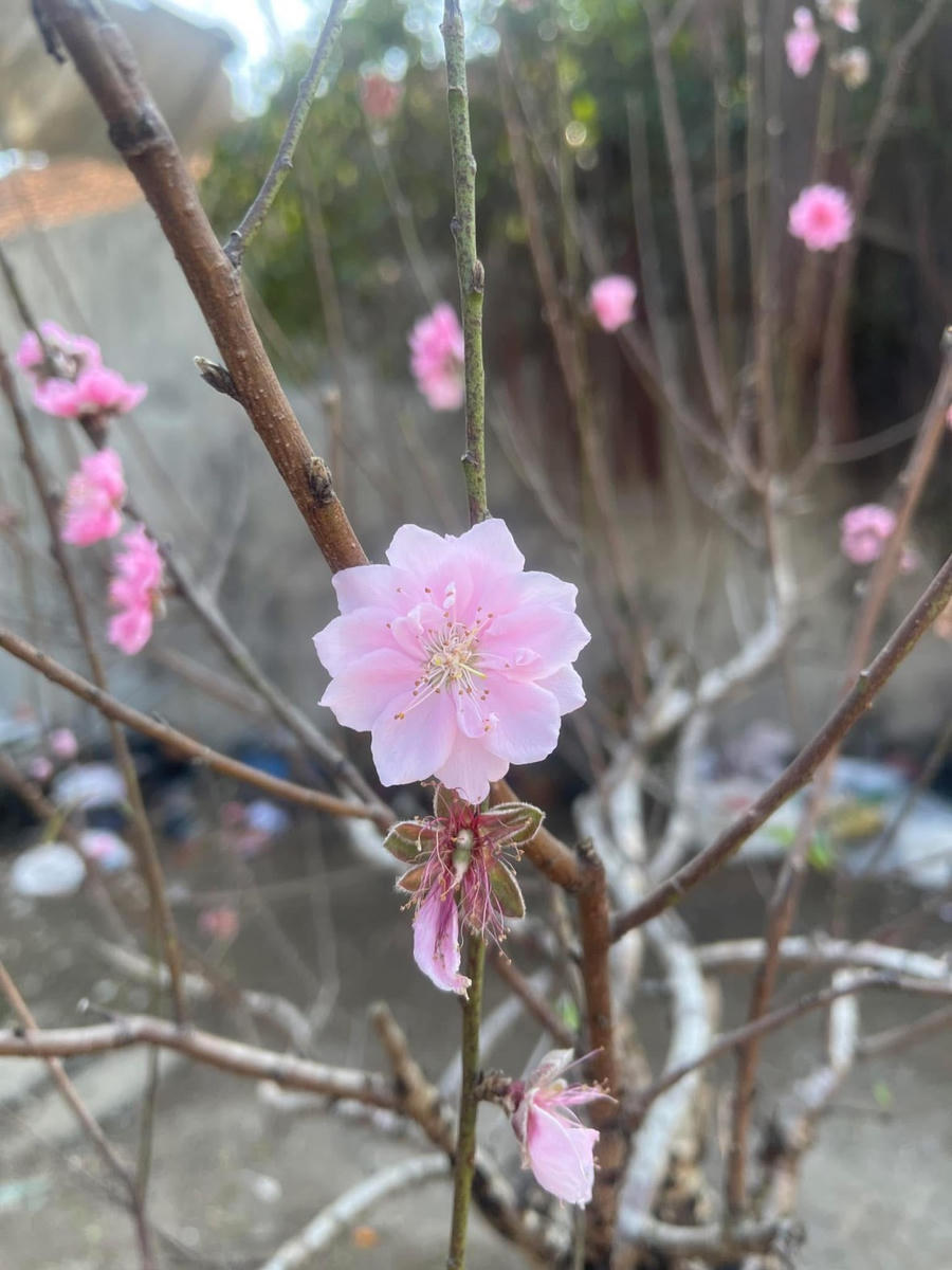 Có những cành đào đã bung hoa rực rỡ