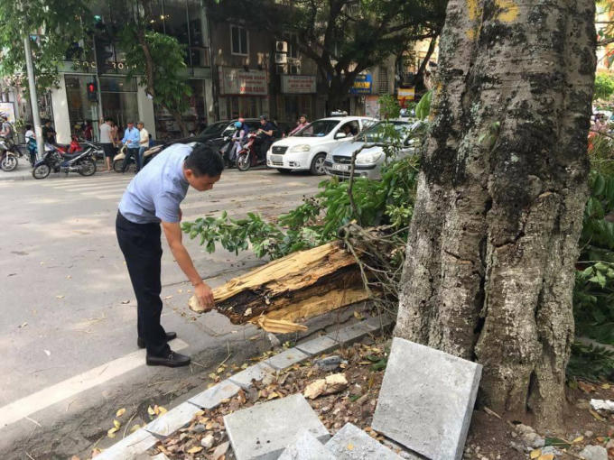 Theo quan sát, gốc cây bị đổ chừng 1 vòng ôm có tuổi đời hơn 10 năm bên trong đã bị mục ruỗng.