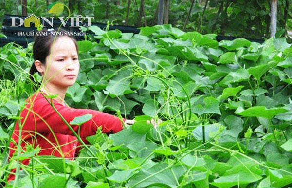 Su su Tam Đảo, 1 trong 69 địa chỉ xanh được chứng nhận đầu tiên. Ảnh: Trần Quang