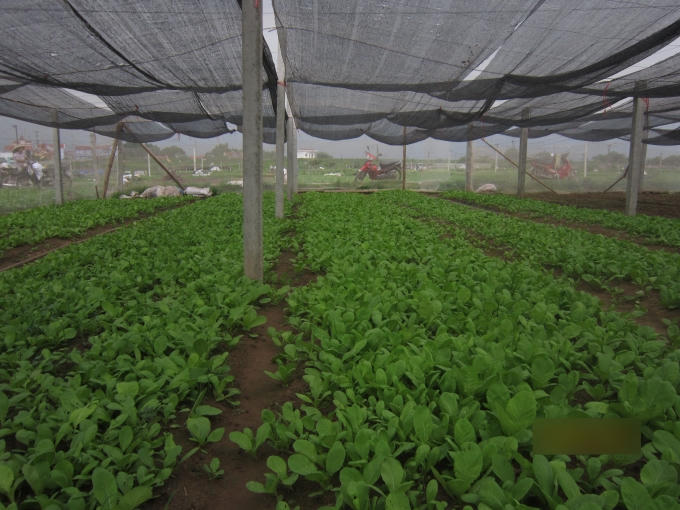 Trên cánh đồng rau xanh mơn mởn không có bất kì một bao bì hay vỏ thuốc trừ sâu nào.