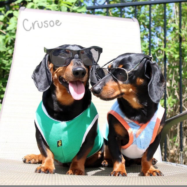 Crusoe là một chú chó giống Dachshund.