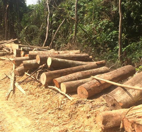 Lợi dụng cải tạo rừng ngh&egrave;o kiệt để khai th&aacute;c gỗ lớn, c&oacute; hay kh&ocirc;ng?!