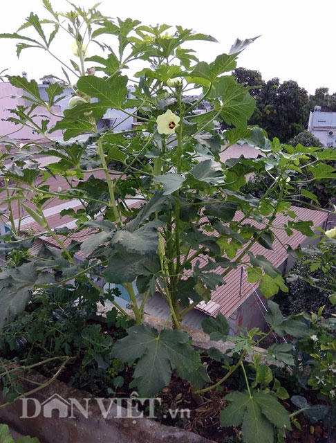 Đậu bắp được trồng ở một vùng đất nhỏ trên khu vườn sân thượng