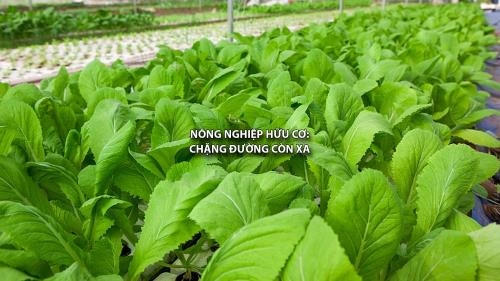 Nông nghiệp hữu cơ: Chặng đường còn xa. Ảnh: TTXVN