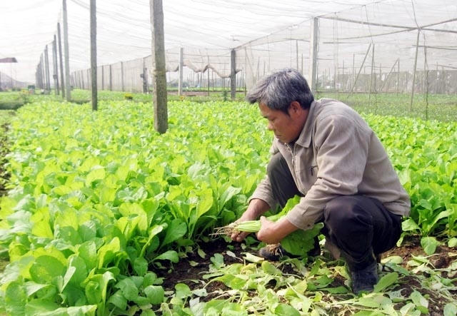 Sản xuất rau an toàn tại xã Tiền Yên, huyện Hoài Đức (Hà Nội).
