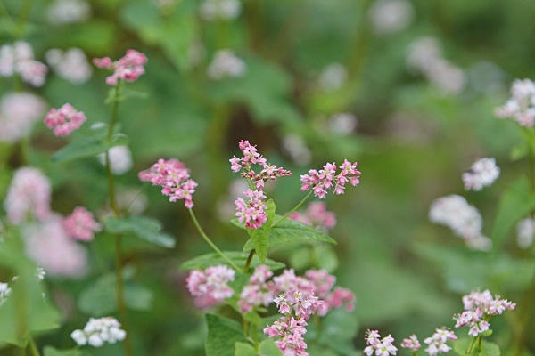 Vẻ đẹp tinh khôi của loài hoa Tây Bắc giữa cao nguyên đá Đồng Văn.