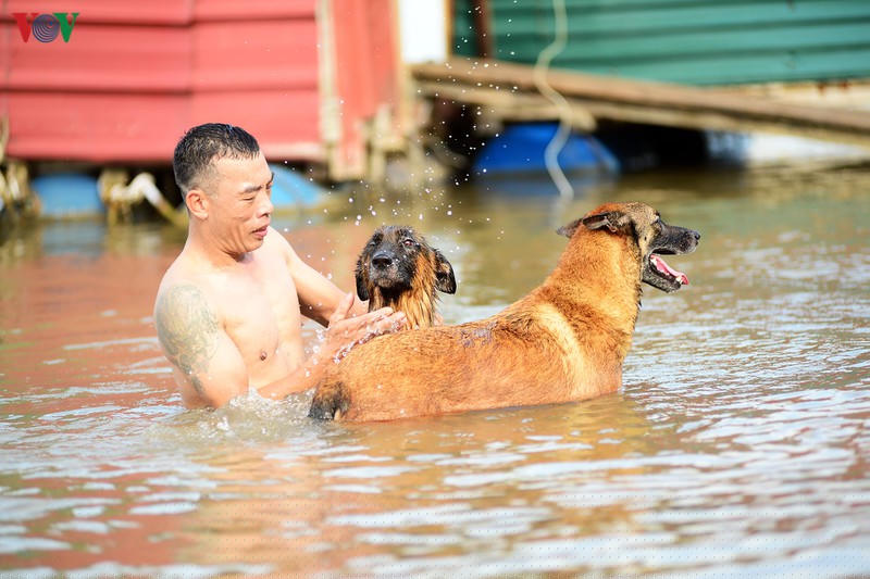 Nhiều người dân còn mang theo thú cưng đi tắm cùng.