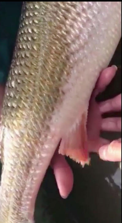 Con cá anh Thắng câu được có vi màu đỏ, vảy vàng lấp lánh.