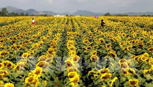 Cánh đồng hoa hướng dương ngập tràn trong màu vàng. (Ảnh: TTXVN).