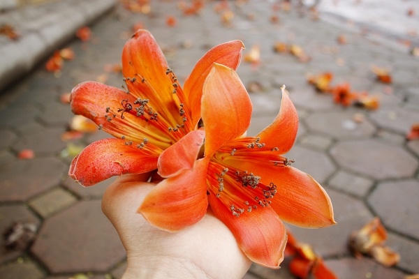 Nhìn những bông hoa gạo người ta nhớ về tuổi thơ, khắc khoải về những kỷ niệm một thời đã qua.