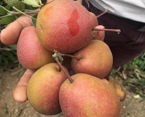 L&aacute; m&aacute; hồng được cho l&agrave;