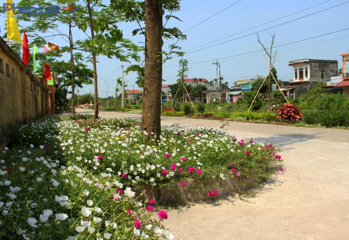 Ở các gốc cây.