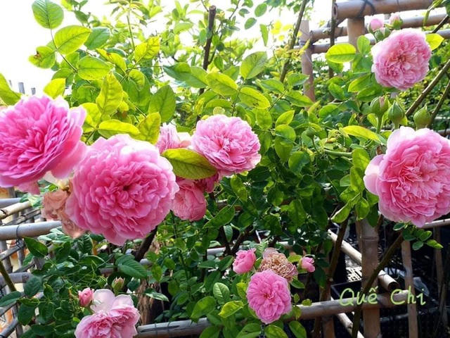 Đến nay, các loại hồng ngoại trên sân thượng của gia đình anh đều phát triển tốt, ra hoa trĩu trịt.