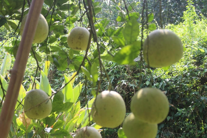 Bưởi Đoan Hùng được Nhà nước công nhận thương hiệu từ năm 2010.