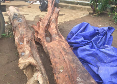 Cây gỗ trắc trị giá hàng trăm triệu đồng được tìm thấy trong vườn gia đình ông Rơ Châm Pyp.