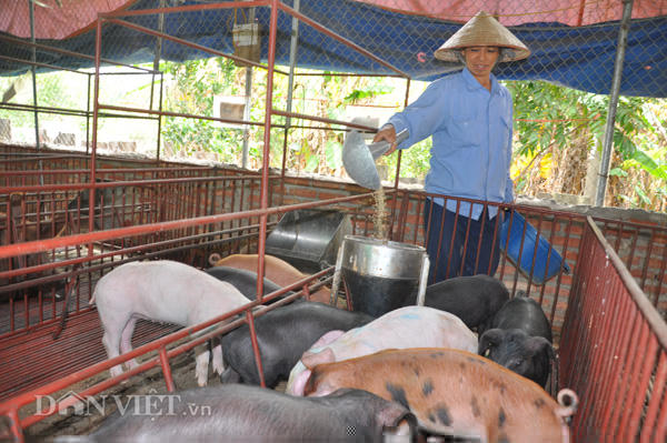 gia heo hoi hom nay 31/12: mot tuan giam soc 10.000 dong/kg hinh anh 2