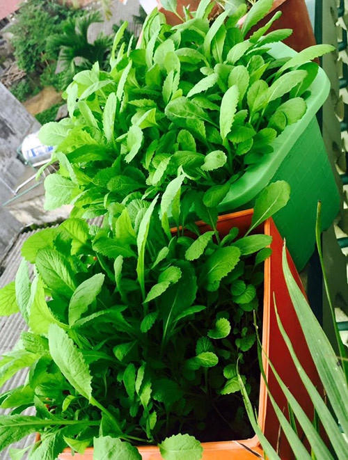 Chị Hòa trồng rau cải trong chậu nhựa đủ màu sắc