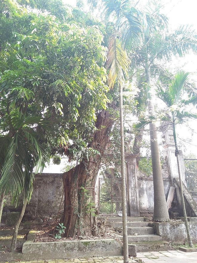 Cây sưa có giá trăm tỷ trong khuôn viên chùa làng Phụ Chính.