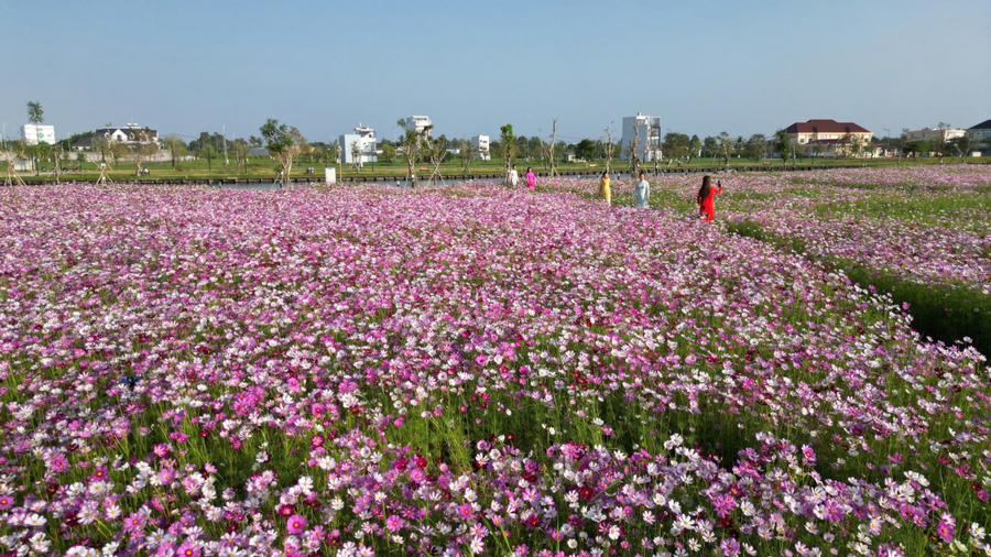 “Đảo hoa” sao nhái rộng hơn 2,5ha tại Khu đô thị Happy Home, phường Tân Thành, tỉnh Cà Mau đang bung nở rực rỡ, khoe sắc trong nắng xuân.