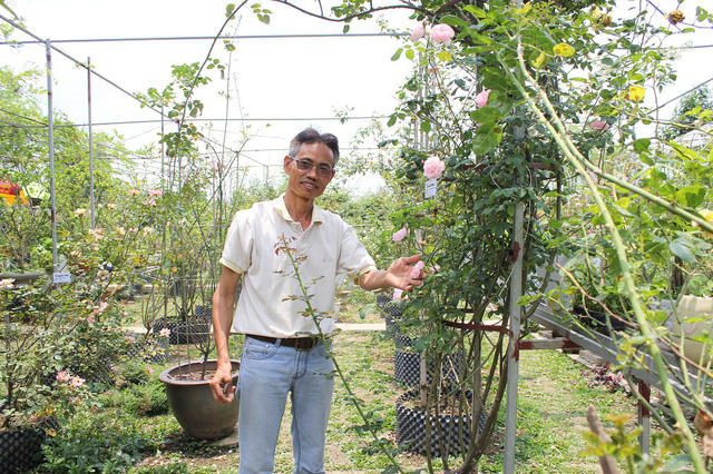 Ông Đào Mạnh Hùng (Sn 1961, Thanh Trì, Hà Nội) nổi tiếng trong giới chơi hoa hồng cả nước nhờ bộ sưu tập hoa “đồ sộ” với trên 20 nghìn gốc hội tụ tới 300 loại hoa hồng quý hiếm đến từ nhiều nước trên thế giới như: Anh, Pháp, Ý, Bulgari…