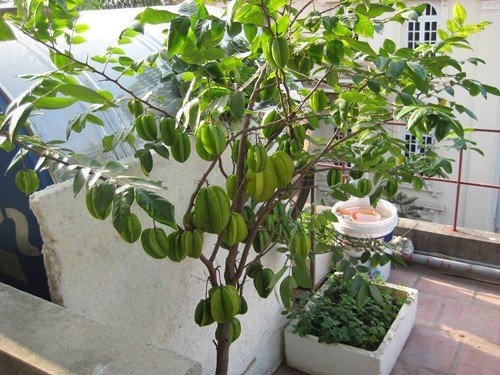 Cây Khế trĩu quả không phụ công người chăm bón.