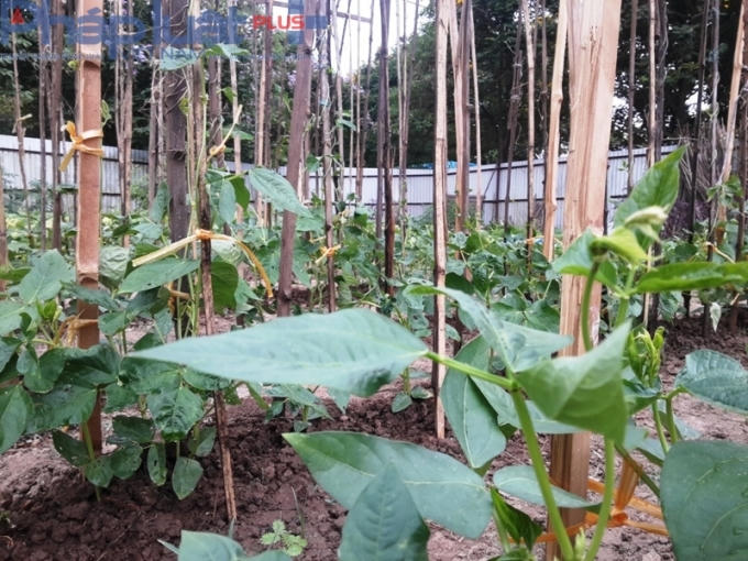 Bác Hùng, một người trồng rau chia sẻ: "Trồng rau không khó, nhưng khó nhất là khâu chăm bón, bởi ở phố thì lấy đâu ra phân tươi mà ủ, nên chúng tôi tự chế phân vi sinh để bón cho cây".