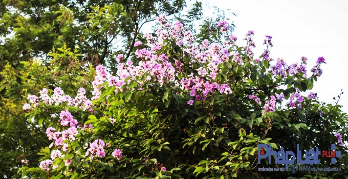 H&agrave; Nội: Bằng lăng, phượng hồng đua nhau khoe sắc