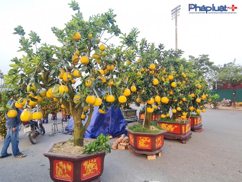 Những chậu bưởi sai trĩu quả vàng óng được đưa đến những điểm tập kết phục vụ nhu cầu mua sắm của người dân.