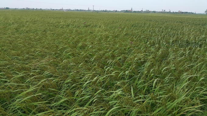 Ở huyện Kim Sơn diện tích lúa nếp đen khá lớn chưa tới ngày thu hoạch.