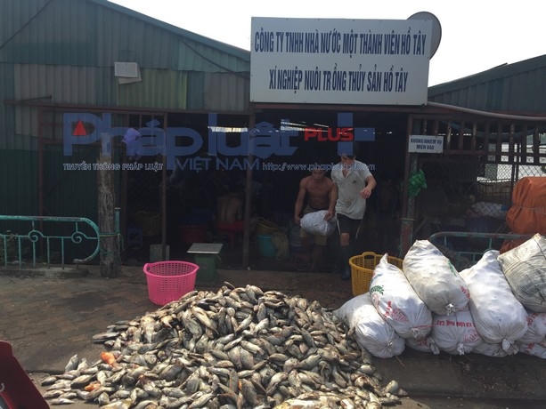 Cá chết được đóng thành bao tải đang chờ mang đi xử lý.