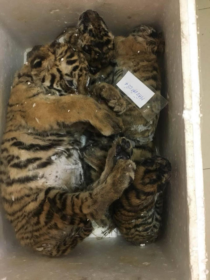 Xác 2 trong số 5 cá thể hổ được phát hiện trên chiếc ô tô.